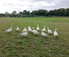 Emden Geese For Dale