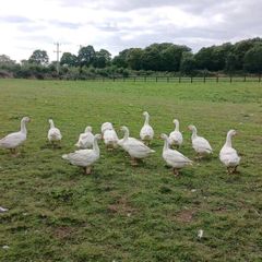 Emden Geese For Dale