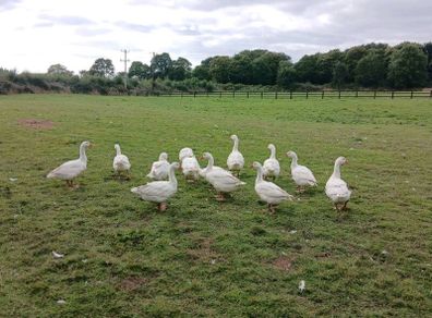 Emden Geese For Dale