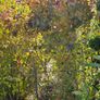 Instant Screen! 7ft bushy plants Image 3