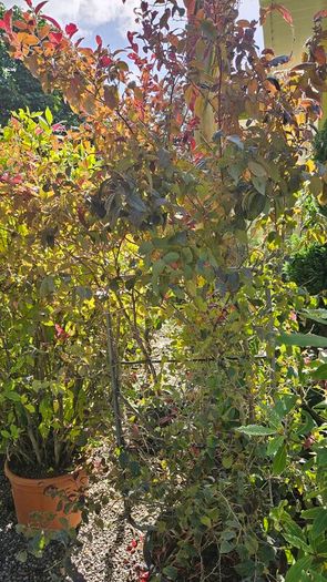 Instant Screen! 7ft bushy plants