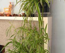 spider plant