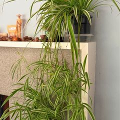spider plant