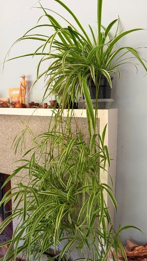 spider plant