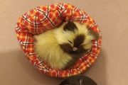 Cat decor for the cat lover