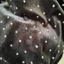 Black studded dress Image 4