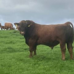 Bulls