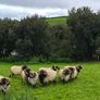 Rams Image 3