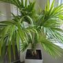 Kentia planter Image 2