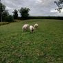 Beltex Hogget Ram Image 5
