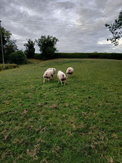 Beltex Hogget Ram