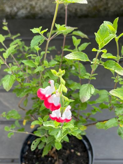 salvia hot lips