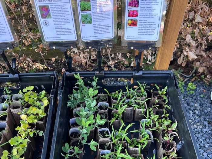 Vegetable Plug Plants (large variety ready to transplant: lettuce, spring onion, beetroot, cabbage, kale, peas, beans, spinach, fennel, celery and lots more)