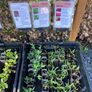 Vegetable Plug Plants (large variety ready to transplant: lettuce, spring onion, beetroot, cabbage, kale, peas, beans, spinach, fennel, celery and lots more) Image 2