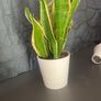 Mother tongue indoor house plant Image 5