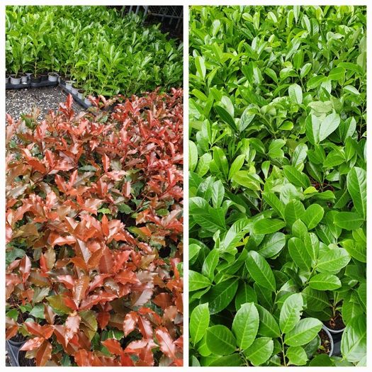 Portugeuse Laurel Hedging
