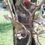 Vintage wrought iron ceiling lamp with small roses Image 3