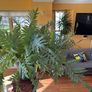 Blue star fern Image 4