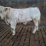 Pedigree Charolais Bull 5 Stars Image 6