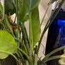 Strelitzia Nicolai Image 4