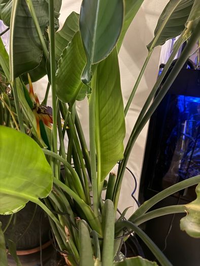 Strelitzia Nicolai