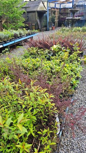 Shrubs and Garden Plants