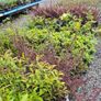 Plants and Shrubs Two euros Image 7