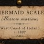 Mermaid Scale Curiosity Display Image 4
