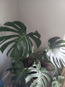 Monstera