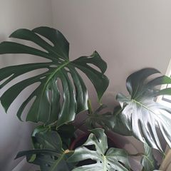 Monstera