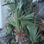 Chamaerops Excelsa - Trachycarpus fortunei wagnerianus Image 3
