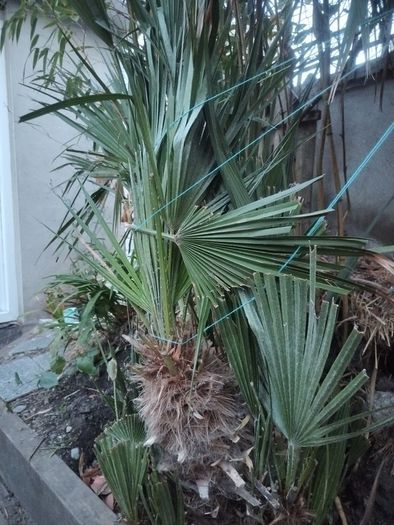 Chamaerops Excelsa - Trachycarpus fortunei wagnerianus