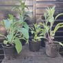 Foxglove Image 7