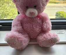 teddy