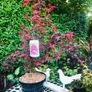 Japanese Acer Maple varieties Image 5