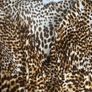 Brand new Papaya leopard print blouse size UK18 EU46 Postage included Image 3