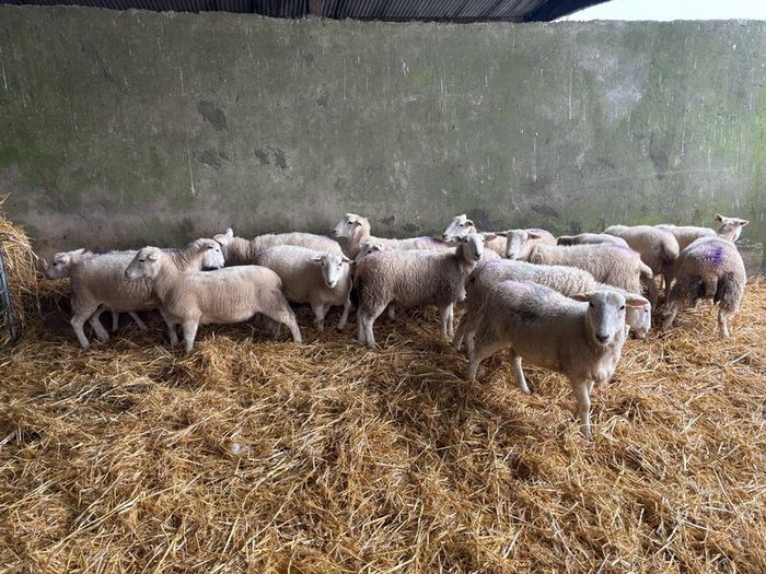 Easycare ewe Lambs Easy Care