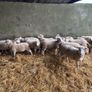 Easycare ewe Lambs Easy Care Image 2