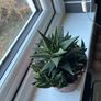 Haworthia Succulent Multiple Plants Image 2