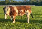 Purebred Simmental bull