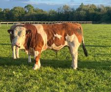 Purebred Simmental bull