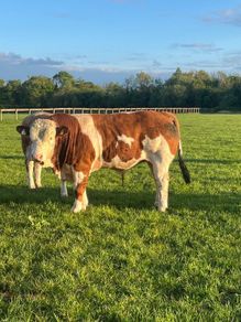 Purebred Simmental bull