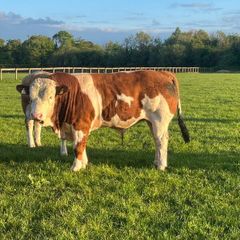 Purebred Simmental bull