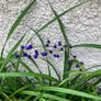 Plant Dianella Image 3