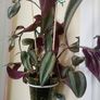 Indoor plant with hanging pot. Image 3