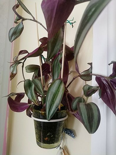 Indoor plant with hanging pot.