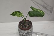 Syngonium Mojito Mottled - house plant - indoor plant