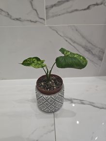 Syngonium Mojito Mottled - house plant - indoor plant
