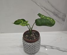 Syngonium Mojito Mottled - house plant - indoor plant