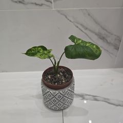 Syngonium Mojito Mottled - house plant - indoor plant